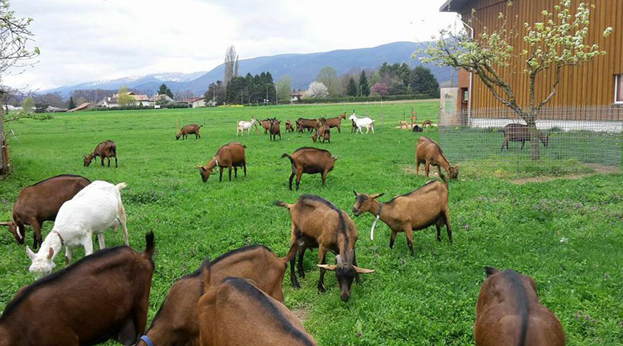 La ferme au Grand Pré